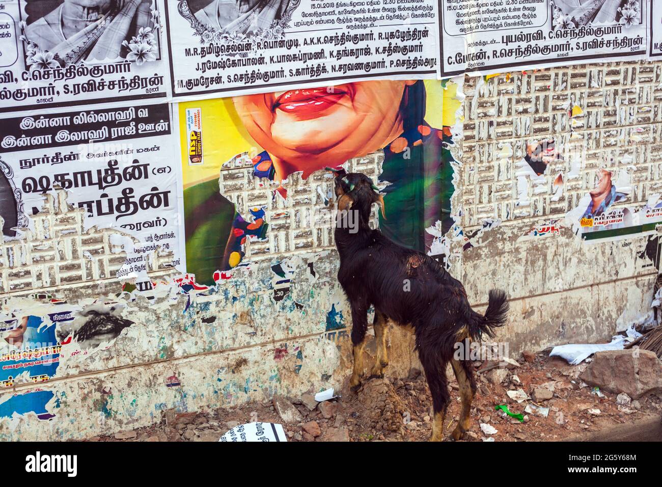 Opportunista capra mangiare il colorato poster di carta pubblicità sul lato della strada, Trichy, Tamil Nadu, India Foto Stock