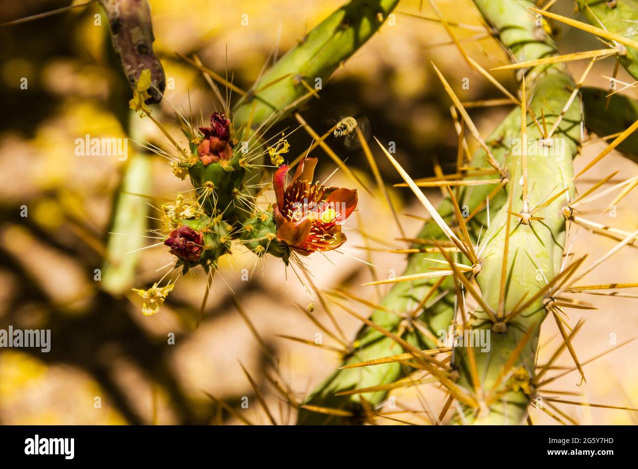 Giardino Botanico del deserto - piante & scultura - Cactus spinoso con fiori e un'ape - Cactaceae Foto Stock