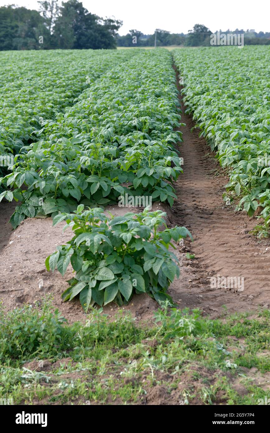 campo di patate che crescono in file a sud creake norfolk inghilterra Foto Stock