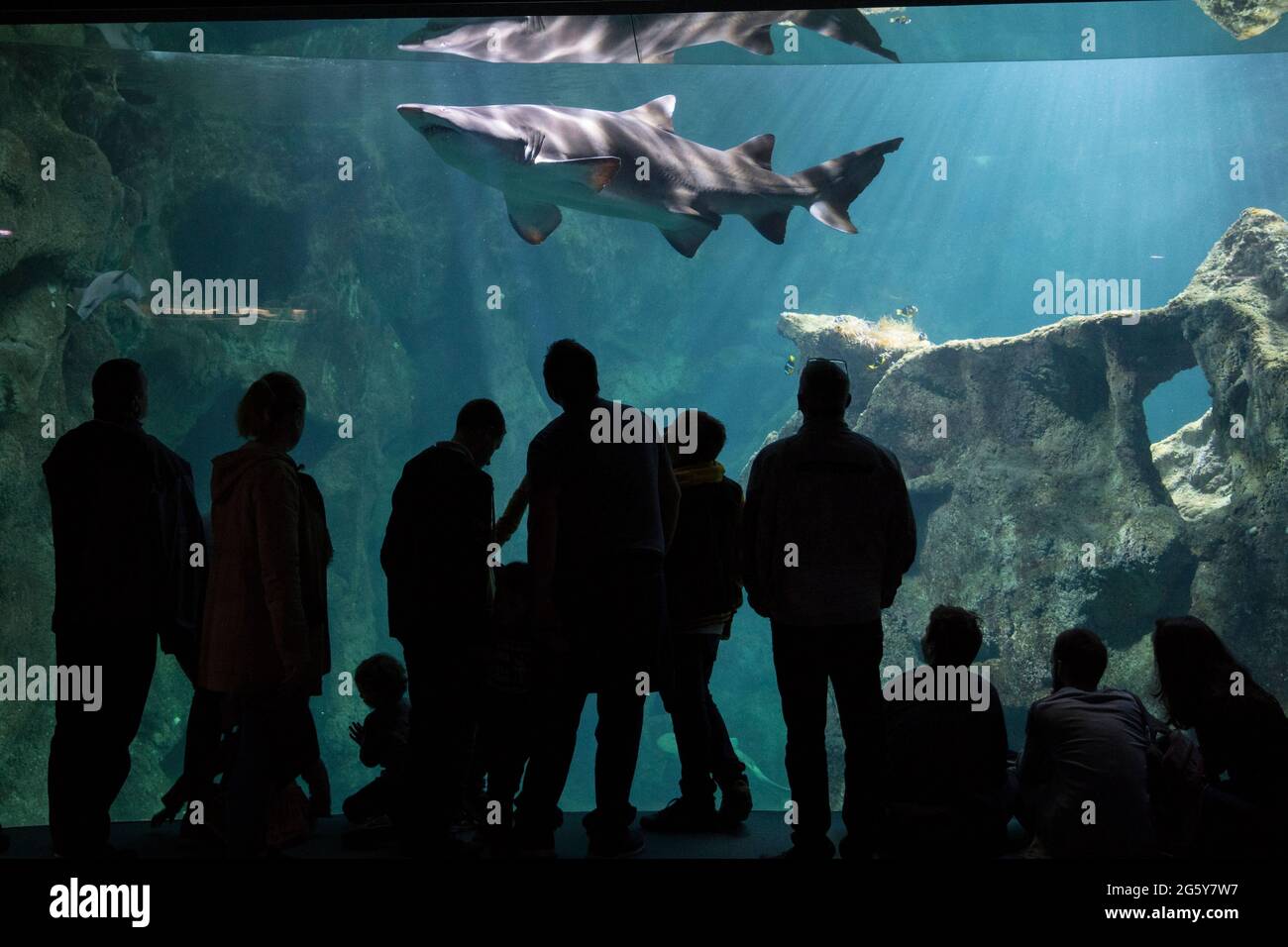Persone che guardano un piccolo squalo in un acquario Foto Stock