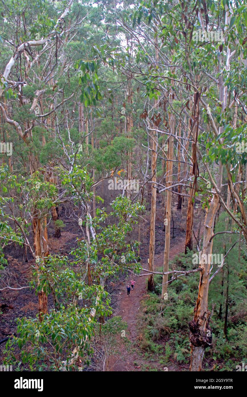 Camminando attraverso la foresta di karri nel Parco Nazionale di Gloucester Foto Stock