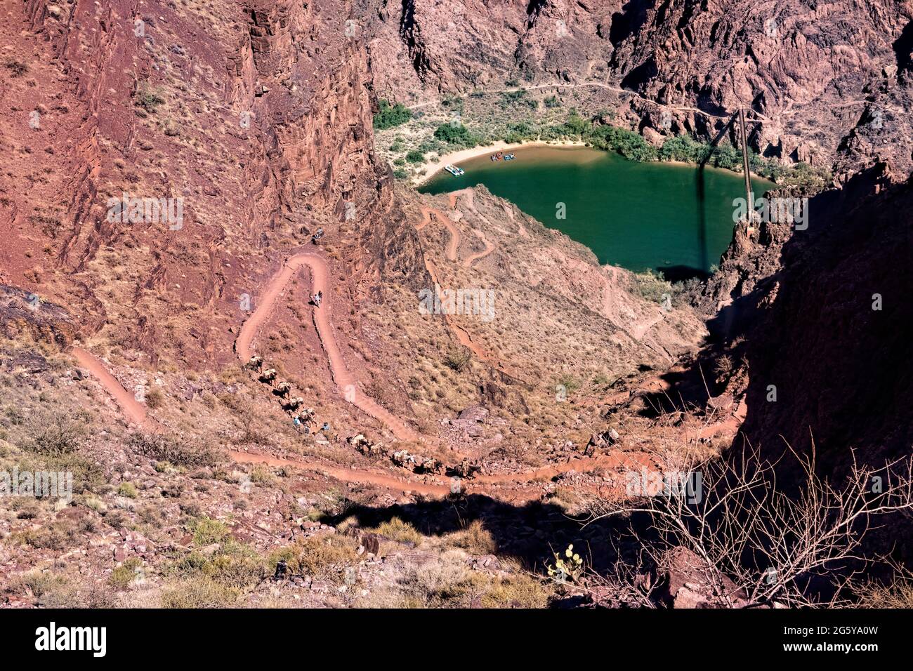 Mule train sul Kaibab Trail sopra il fiume Colorado, il Grand Canyon National Park, Arizona, U.S.A Foto Stock