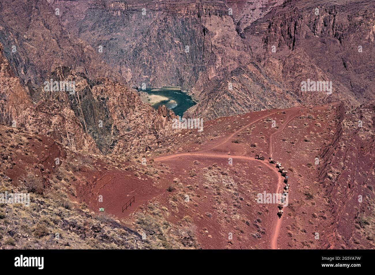 Mule train sul Kaibab Trail sopra il fiume Colorado, il Grand Canyon National Park, Arizona, U.S.A Foto Stock