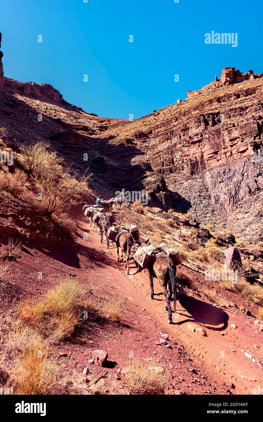 Pack cavalli sul Kaibab Trail, Grand Canyon National Park, Arizona, U.S.A Foto Stock