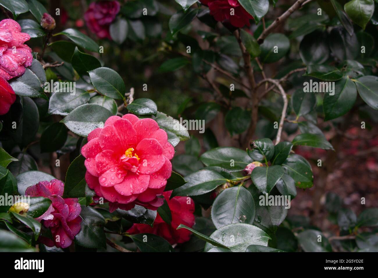 Fiore rosa scuro primo piano al Mt Tamborine Botanic Gardens Foto Stock