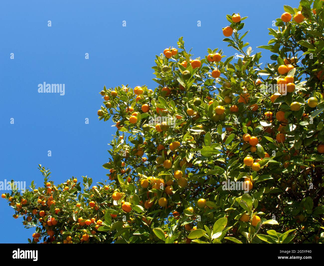 Gli agrumi crescono su un albero. Foto Stock