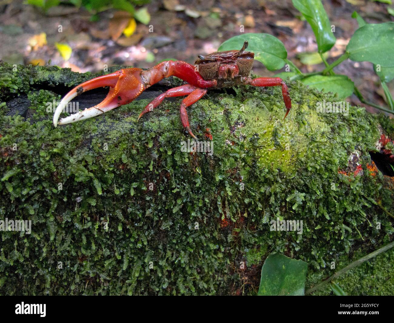 Un fiddler crab poggia su un muschio coperto log in Corcovado National Park. Foto Stock