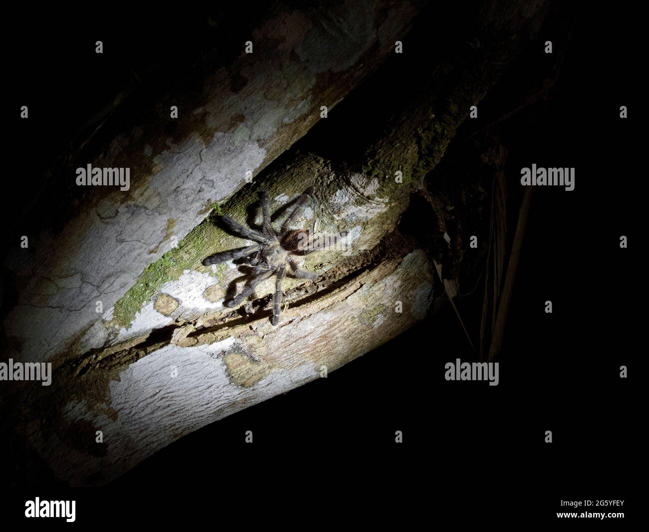 Una tarantola, Theraphosidae, è visibile su un albero di notte. Foto Stock