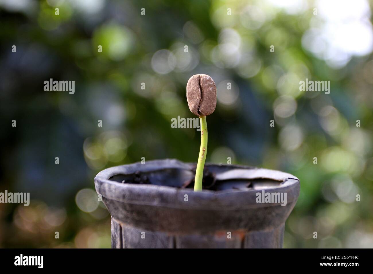 Un caffè di germogli di soia. Foto Stock