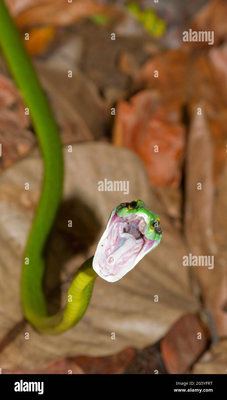 Un serpente di pappagallo verde, Leptophis ahaetulla, apre la bocca, pronto a colpire. Foto Stock