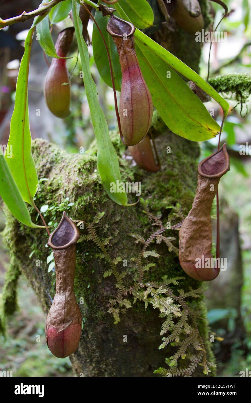 Brocca carnivore piante, Nepenthes, crescere in climi tropicali. Foto Stock