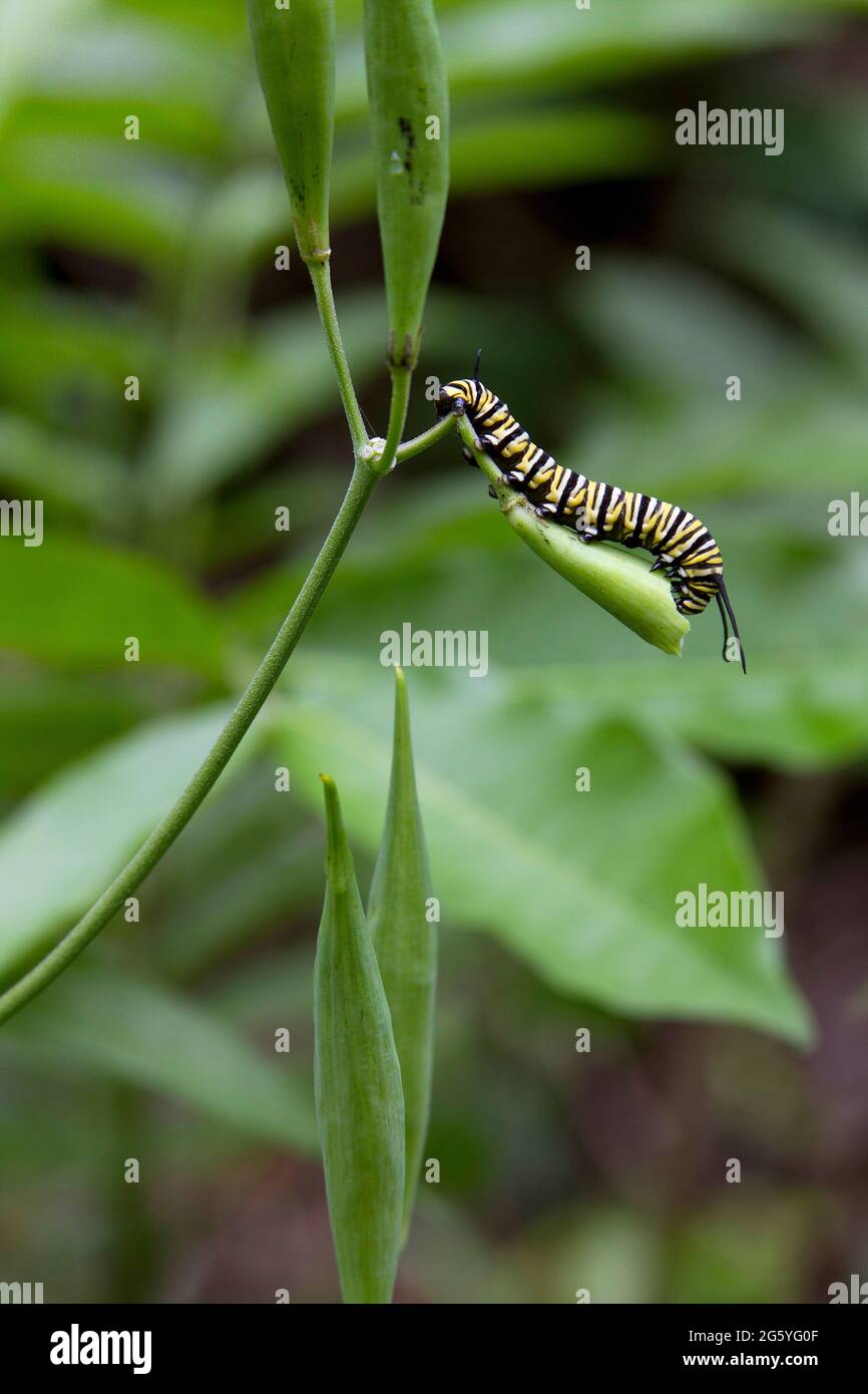 Un monarca caterpillar, Danaus plexipus, mangia una pianta. Foto Stock