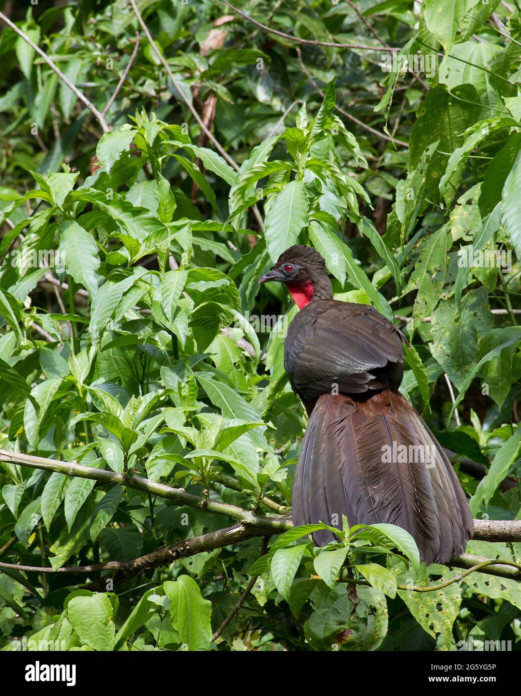 Un crested guan, Penelope purpurascens, posatoi su un ramo. Foto Stock