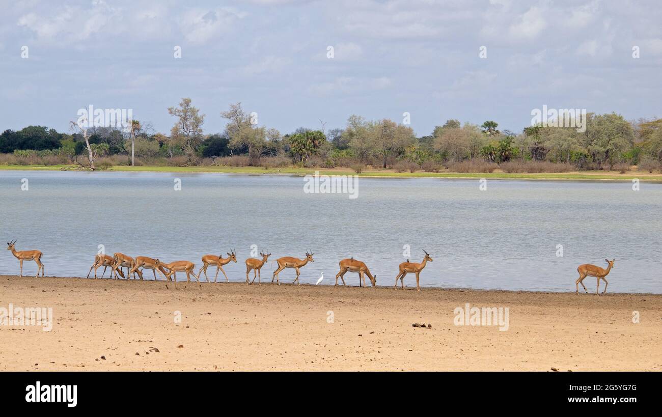 Impala, Aepyceros melampus, bere e camminare lungo il bordo di un lago. Foto Stock