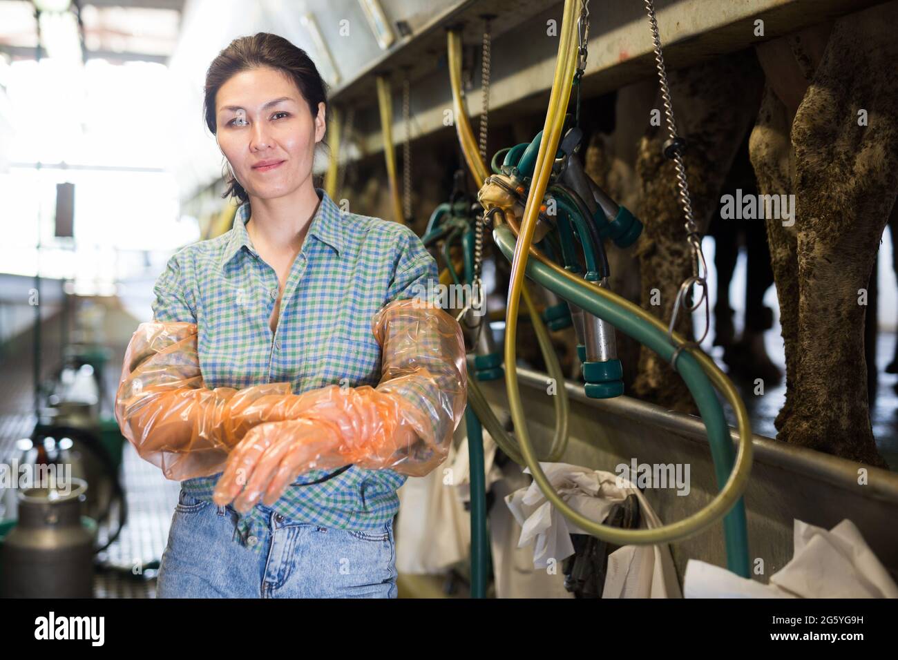 Donna che lavora alla linea di mungitura in azienda Foto Stock