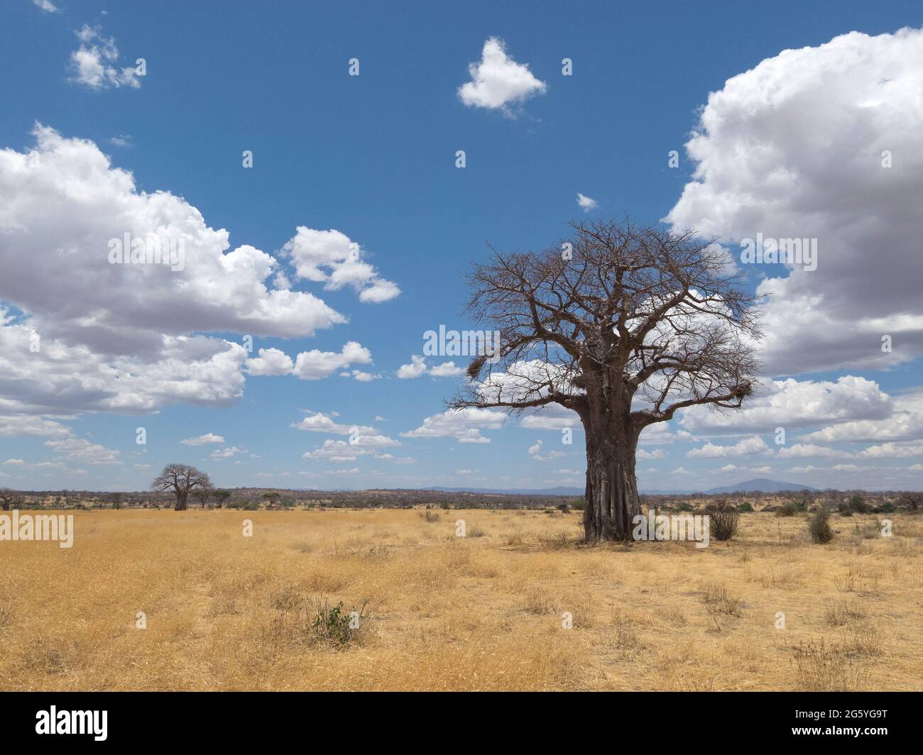 Alberi di baobab, Adansonia digitata, spiccano tra l'erba secca. Foto Stock