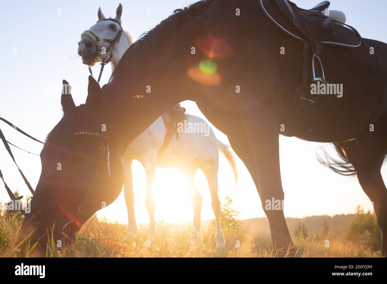 Cavallo nel campo estivo mangiare erba dueing camminare Foto Stock