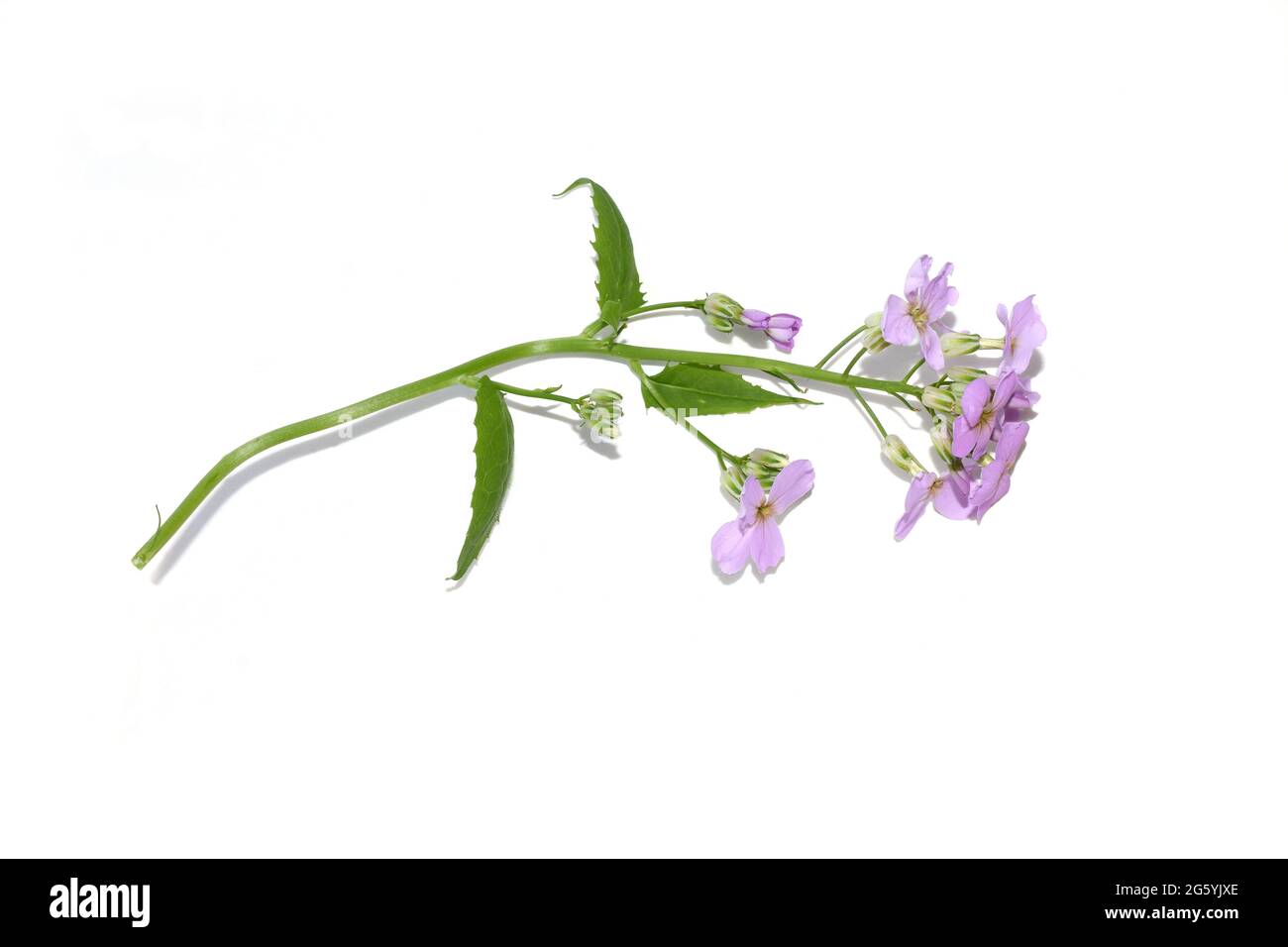 Il razzo di Dame Hesperis matronalis invasivo pianta fiori viola isolato su sfondo bianco Foto Stock