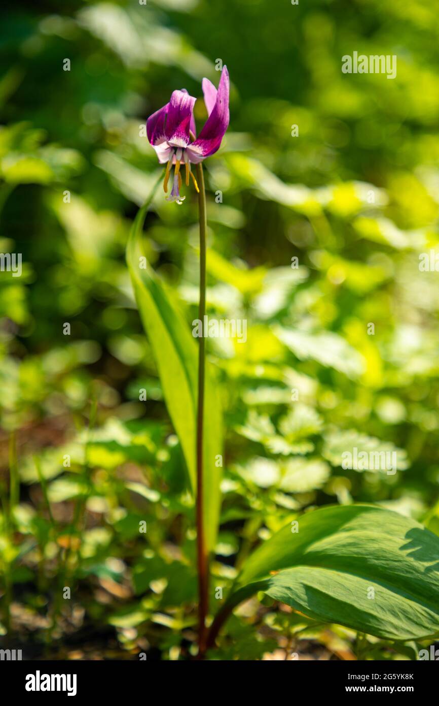 Primaverile viola fiore Erythronium Sibiricum alla luce del sole, Siberia, Russia Foto Stock