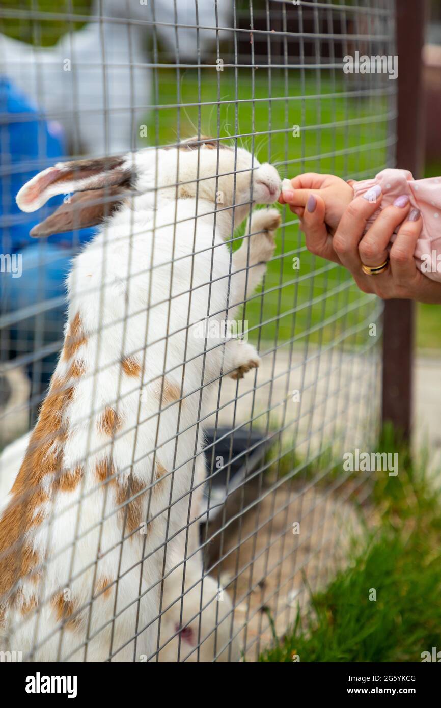 Alimentazione di animali da fattoria in uno zoo privato di contatto - ranch struzzo a Kemerovo, Russia Foto Stock