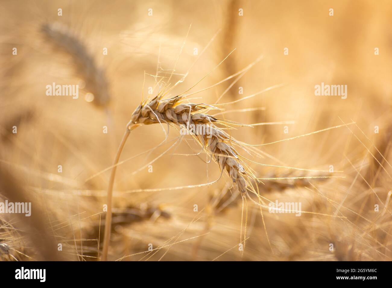 Spighe di grano dorato, agricoltura e agricoltura concetto di agricoltura Foto Stock