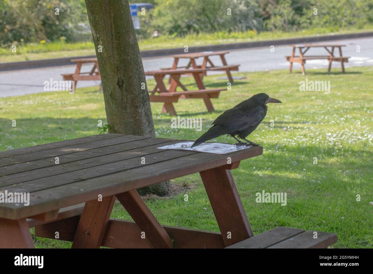 Rook (Corvus fragilegus). Un uccello adulto in piedi su un tavolo da picnic presso una stazione di servizio dell'autostrada in attesa pazientemente per i visitatori di arrivare e versare il cibo Foto Stock