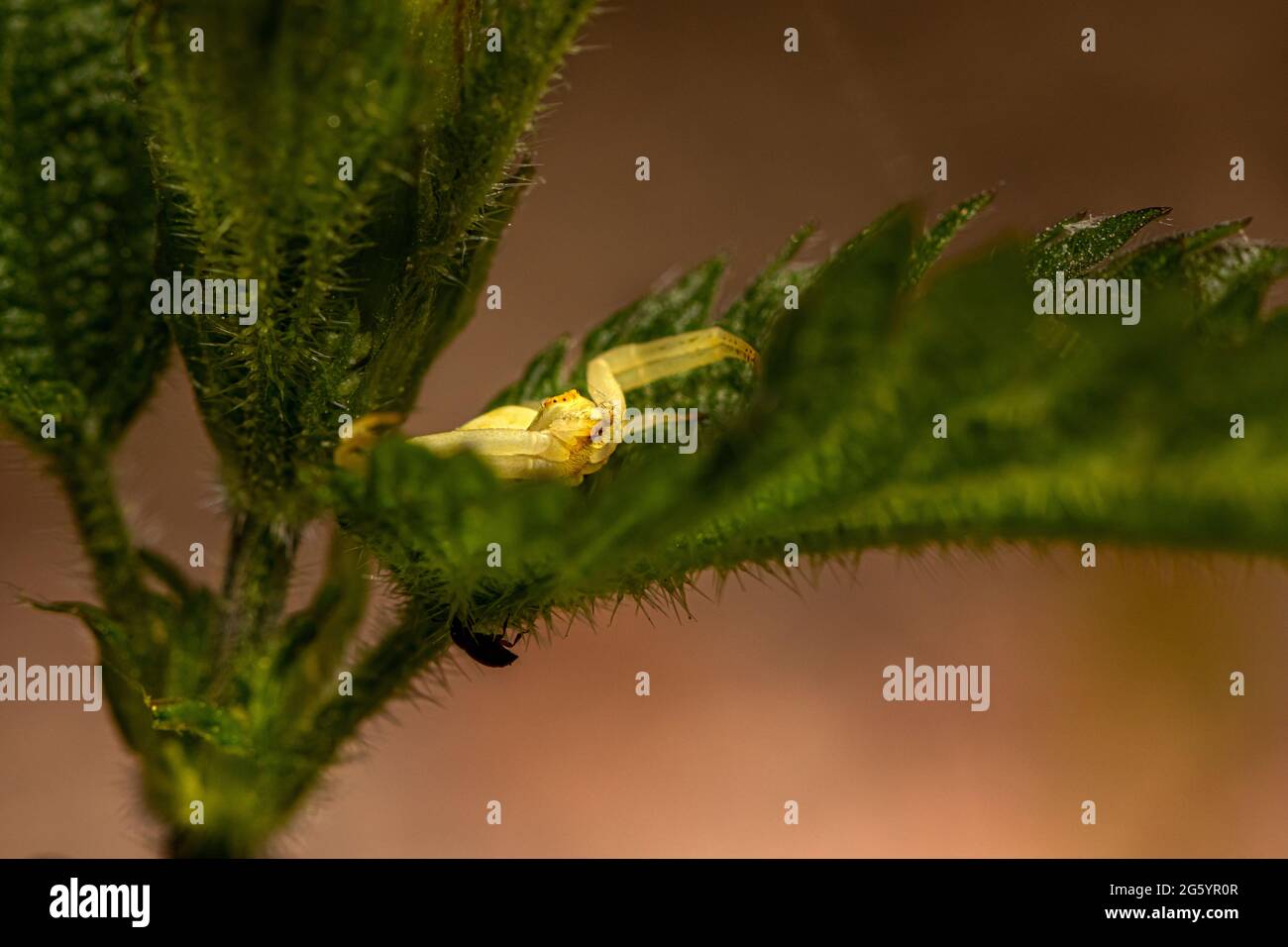 Oro ragno granchio (Misumena vatia) Foto Stock
