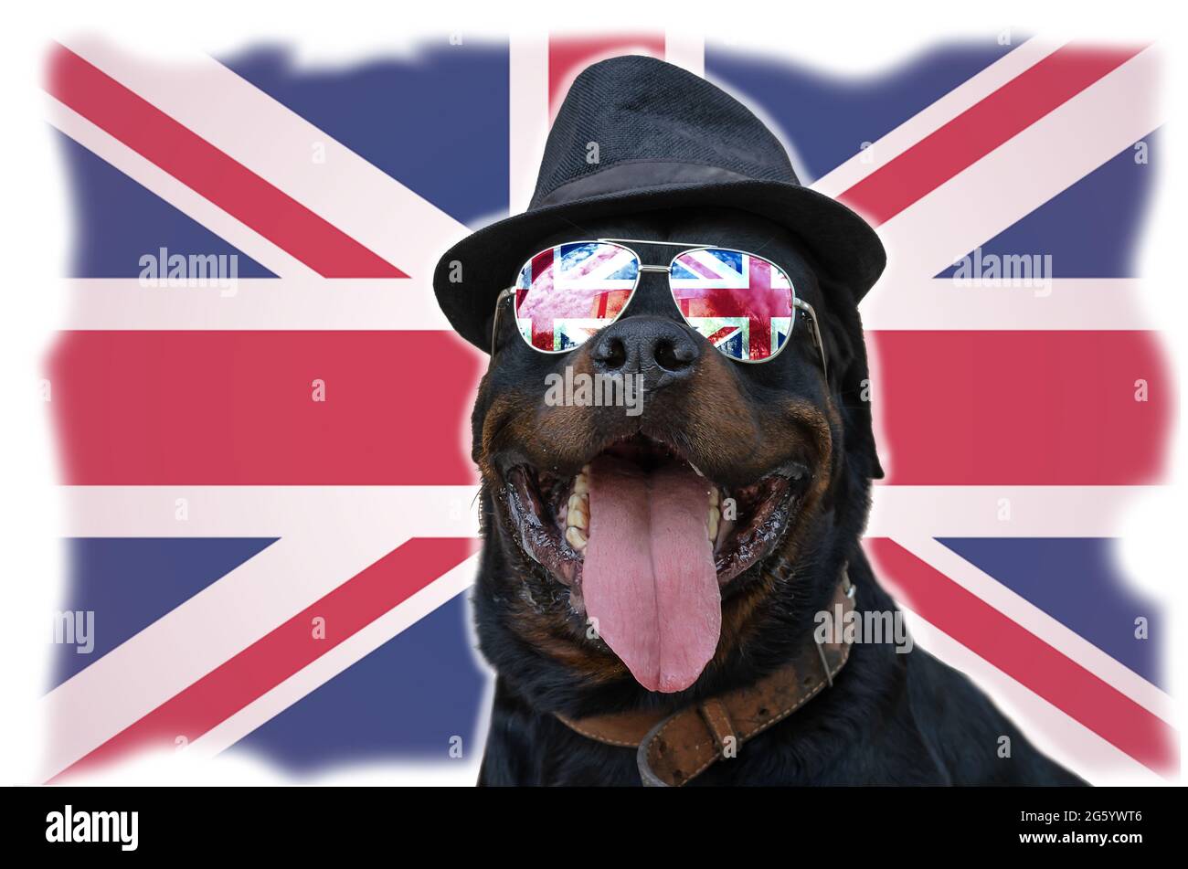 Cane nero con occhiali da sole e cappello siede in bandiera di sfondo del Regno Unito. Rottweiler maschio di fronte a un Union Jack. Potente e sicuro animale domestico w Foto Stock