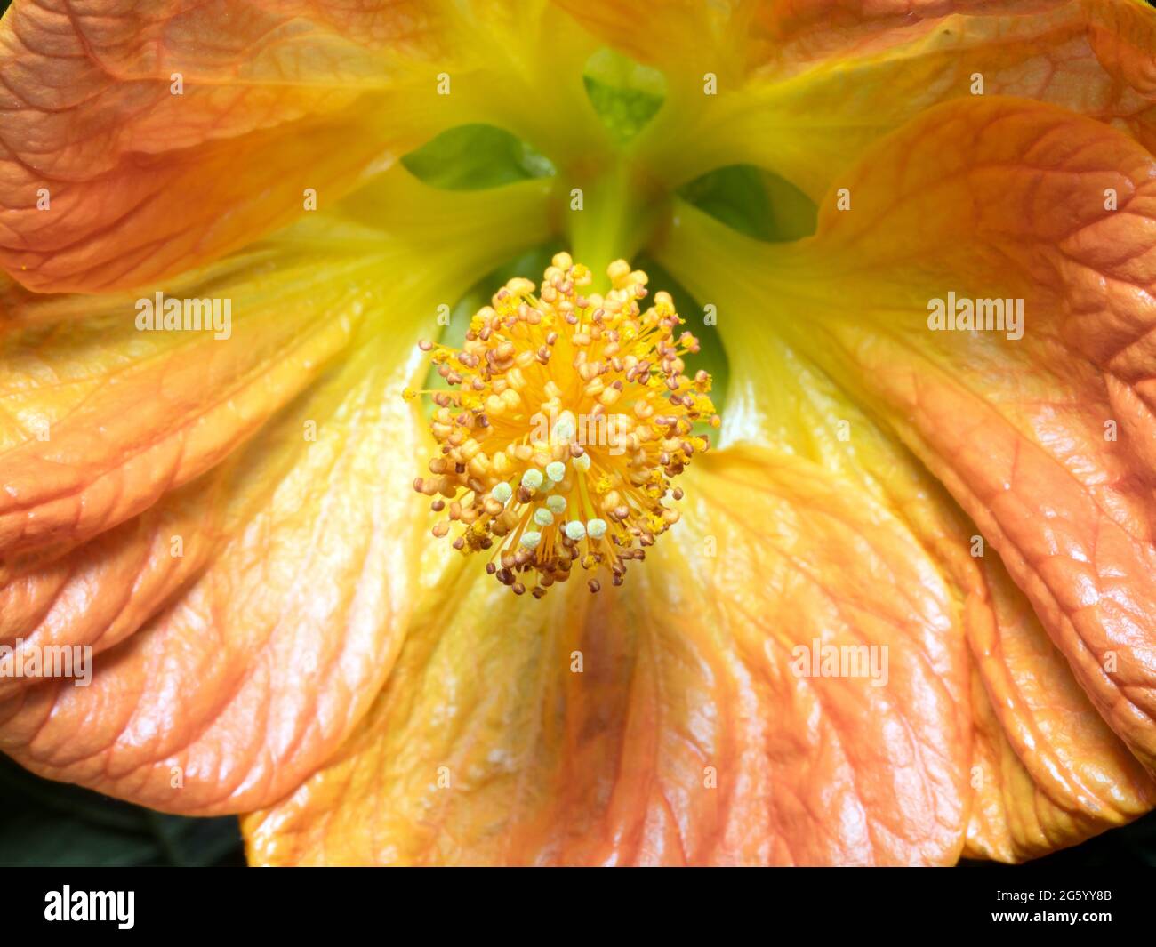 Malda indiana (Abutilon pictum) Foto Stock