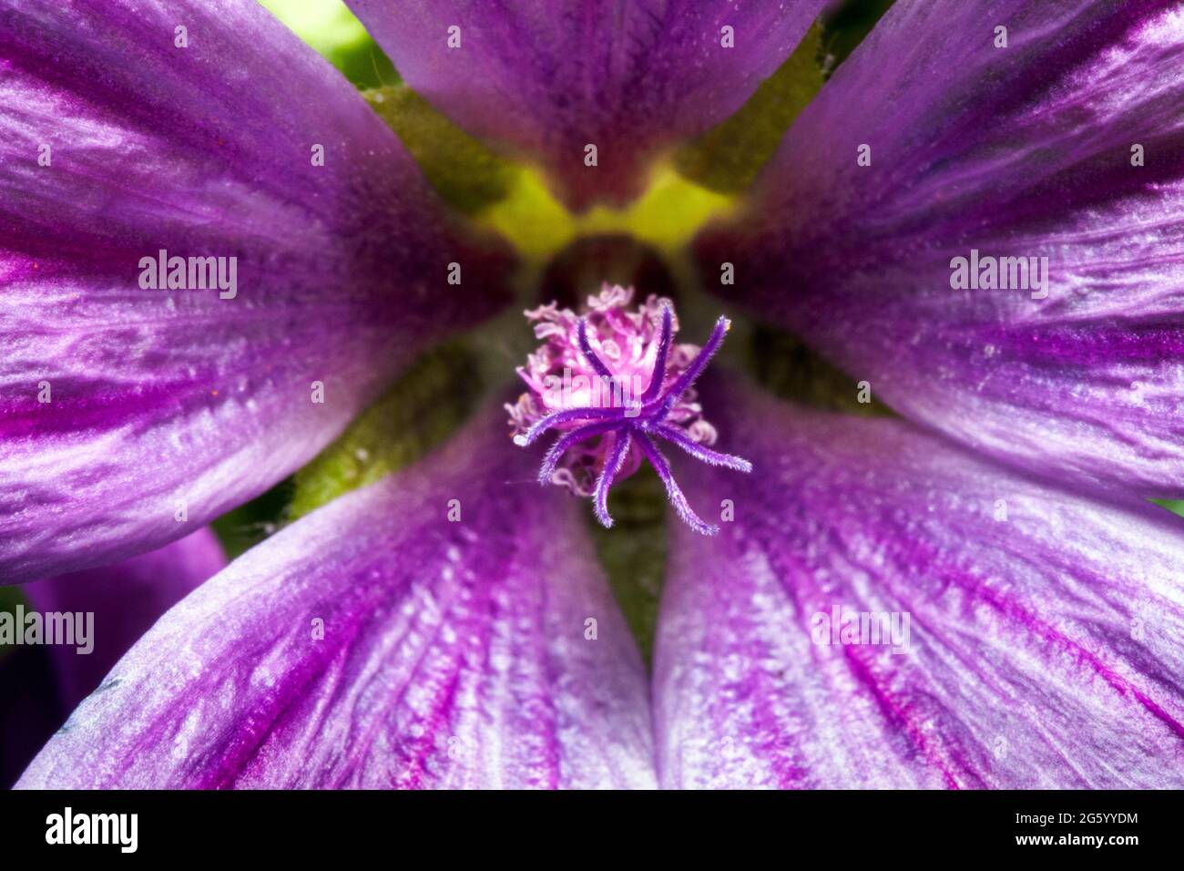 Malva Arborea - Lavatera arborea, Malva, Malva dendrompha, Malva eriocaly, Malvaceae, Malvales, albero mallow Foto Stock