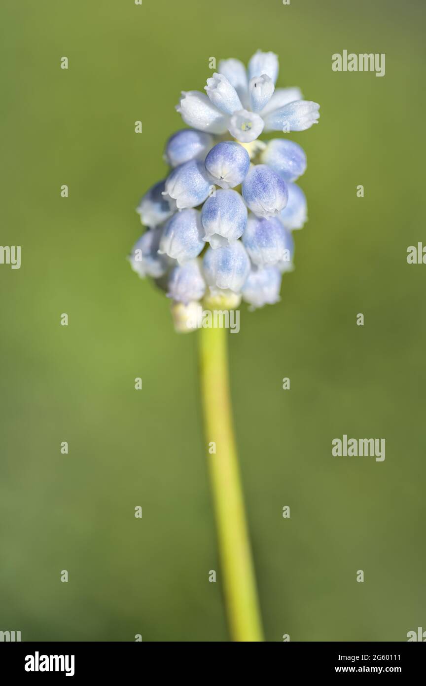 Bella vista blurry closeup di una singola primavera blu chiaro muscari (giacinto d'uva) su sfondo verde, Ballinteer, Dublino, Irlanda. Messa a fuoco morbida Foto Stock