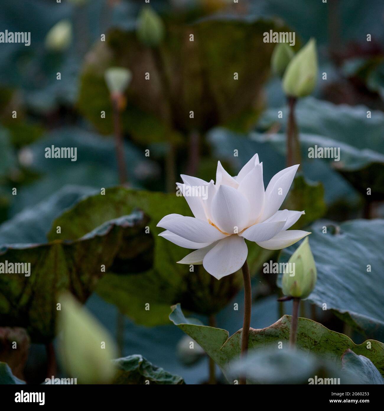 White Lotus in stagno Foto Stock