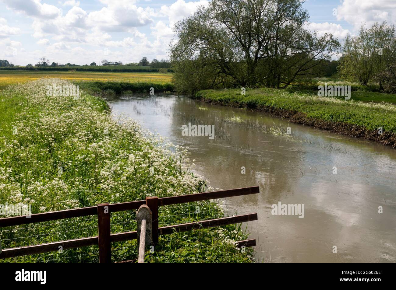 Il fiume Cherwell vicino Adderbury, Oxfordshire, Inghilterra, Regno Unito Foto Stock