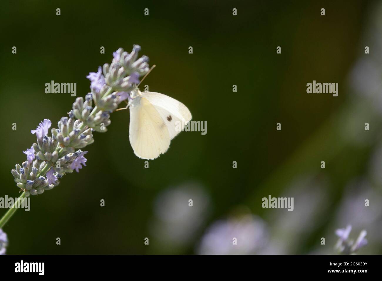 Farfalla di cavolo bianco su cespuglio di lavanda Foto Stock