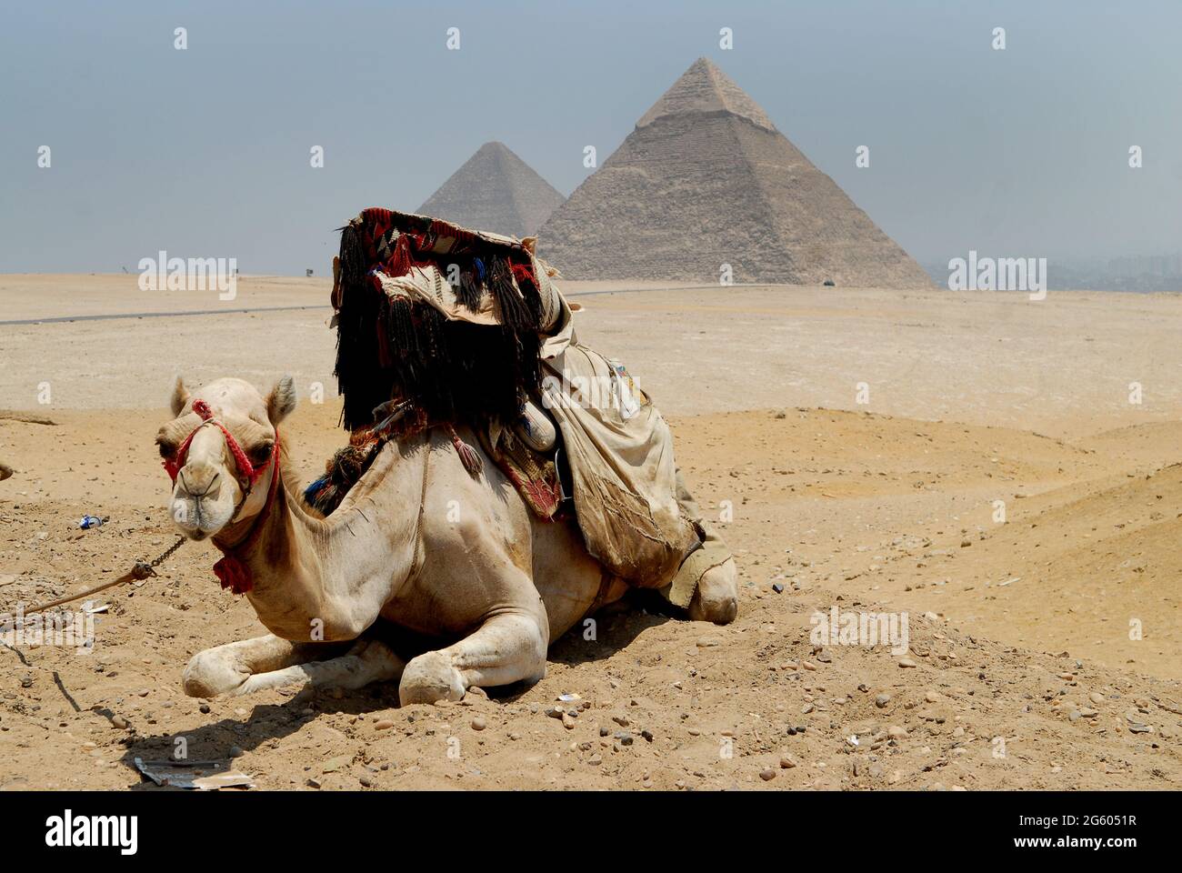 I turisti cammelli che riposano alle Piramidi di Giza, il Cairo, Egitto. Cammelli del deserto clima caldo egiziano che lavorano animali Foto Stock