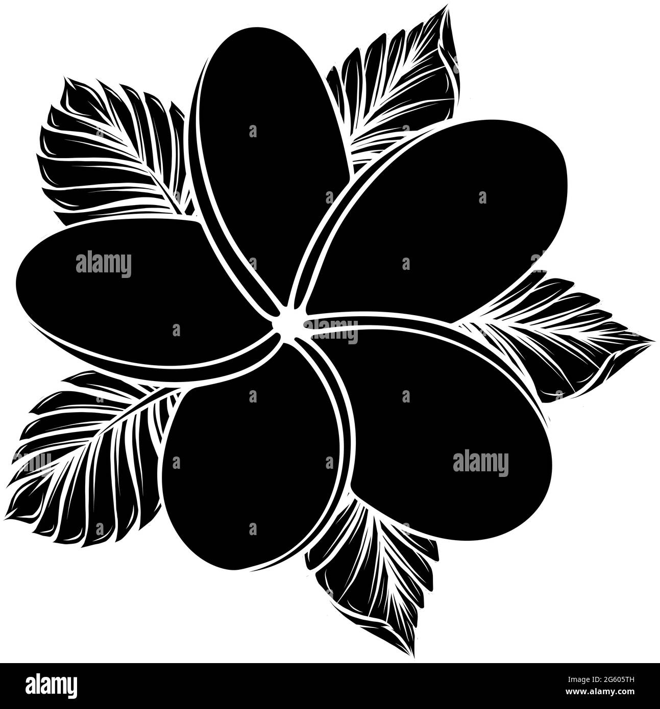 illustrazione vettoriale del fiore frangipani isolato su bianco Illustrazione Vettoriale