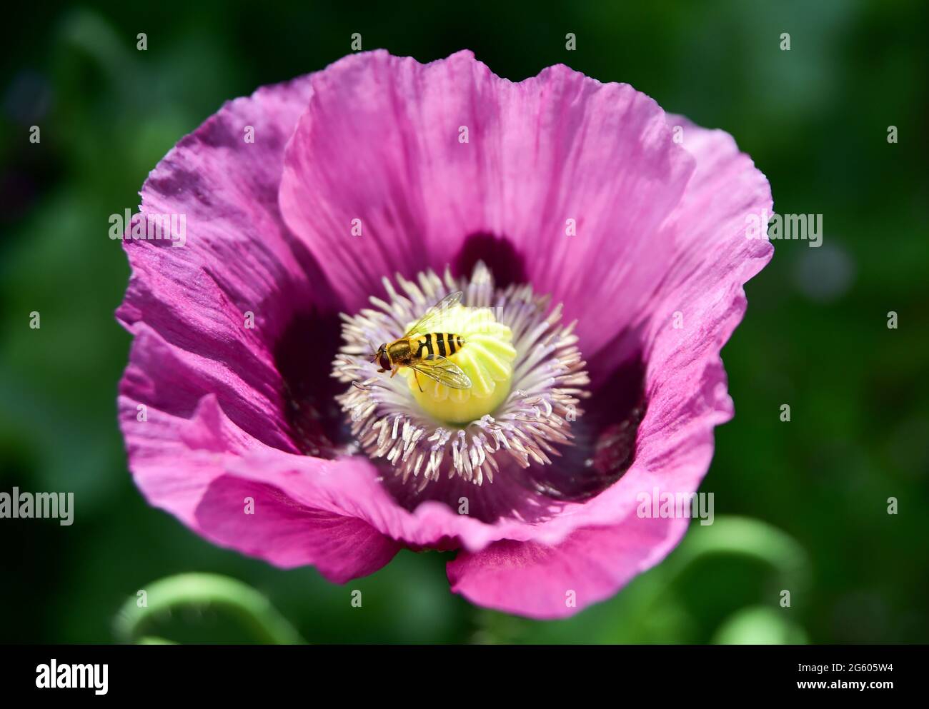 Brighton UK 1 luglio 2021 - UN hoverfly si deposita su un fiore papavero in caldo sole in un giardino di Brighton oggi . Con il declino delle api nel Regno Unito, i sorvoli svolgono un ruolo importante nell'impollinazione delle piante: Credit Simon Dack / Alamy Live News Foto Stock