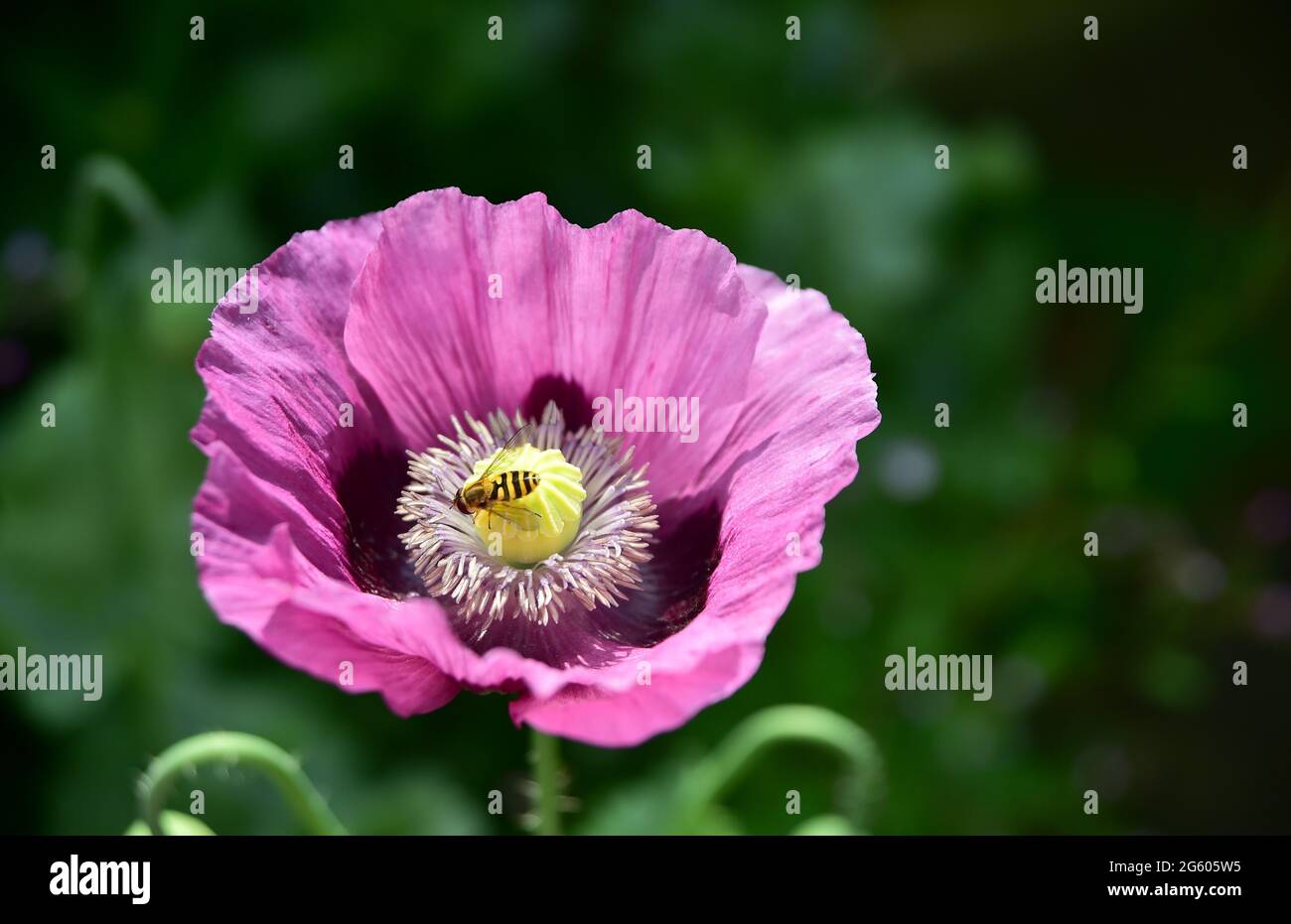 Brighton UK 1 luglio 2021 - UN hoverfly si deposita su un fiore papavero in caldo sole in un giardino di Brighton oggi . Con il declino delle api nel Regno Unito, i sorvoli svolgono un ruolo importante nell'impollinazione delle piante: Credit Simon Dack / Alamy Live News Foto Stock