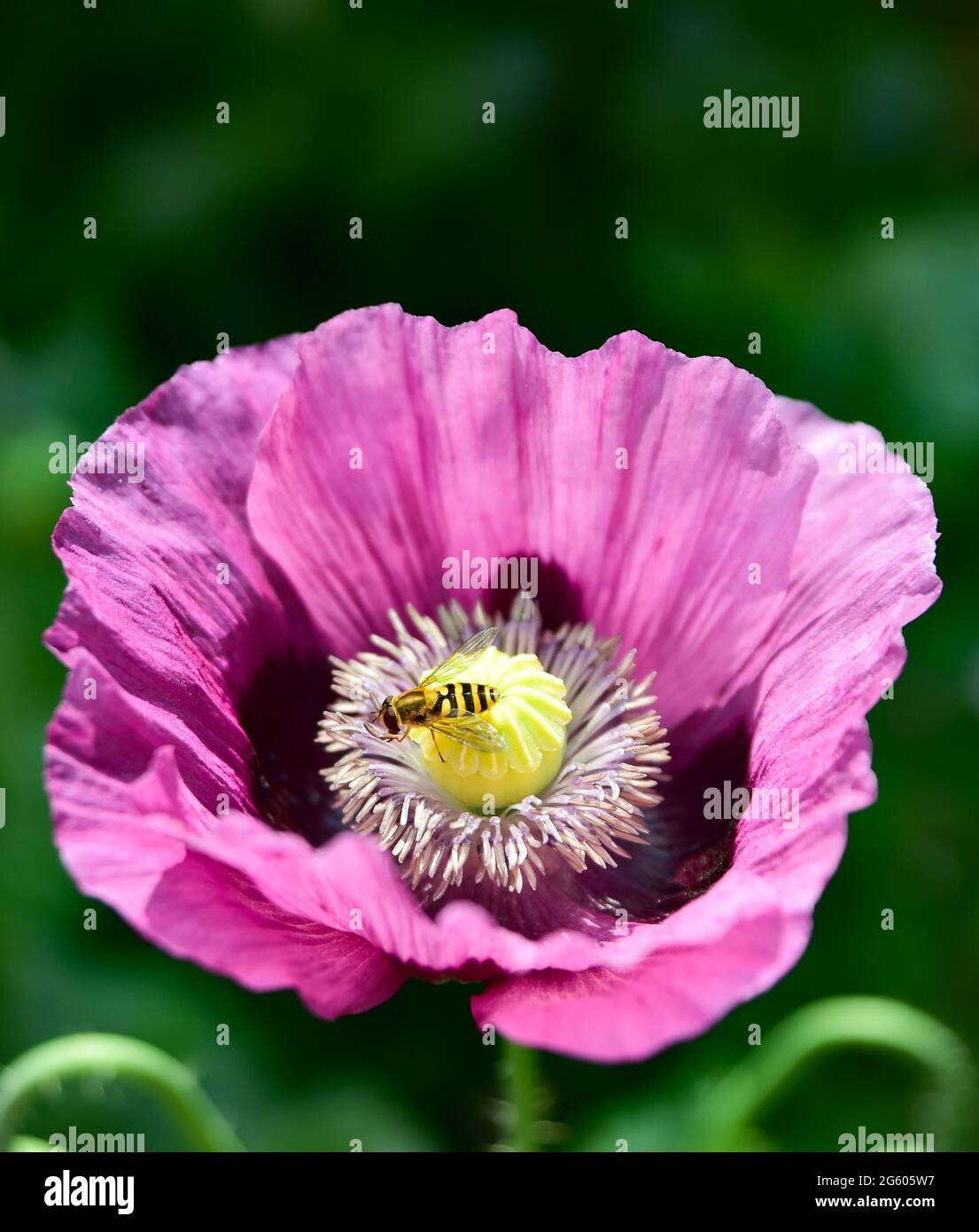 Brighton UK 1 luglio 2021 - UN hoverfly si deposita su un fiore papavero in caldo sole in un giardino di Brighton oggi . Con il declino delle api nel Regno Unito, i sorvoli svolgono un ruolo importante nell'impollinazione delle piante: Credit Simon Dack / Alamy Live News Foto Stock