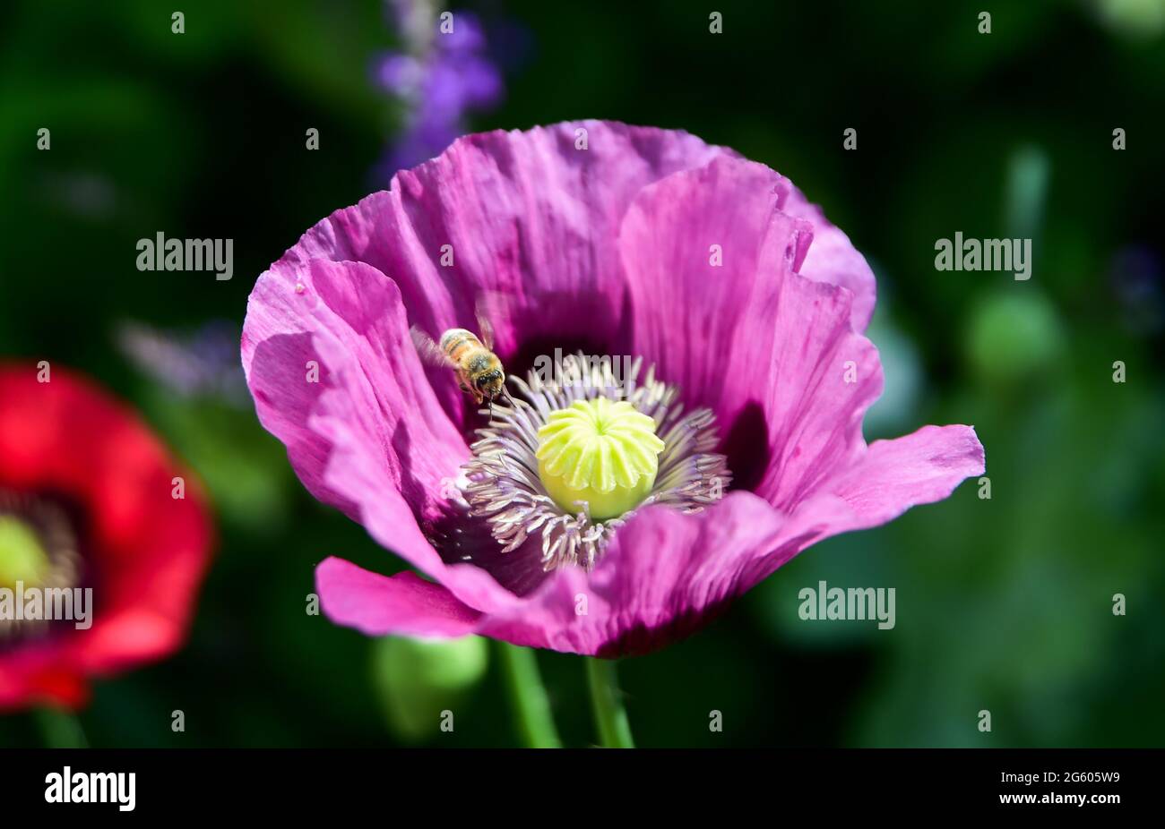 Brighton UK 1 luglio 2021 - un insetto si deposita sui fiori di papavero mentre gode il sole caldo in un giardino di Brighton oggi: Credit Simon Dack / Alamy Live News Foto Stock