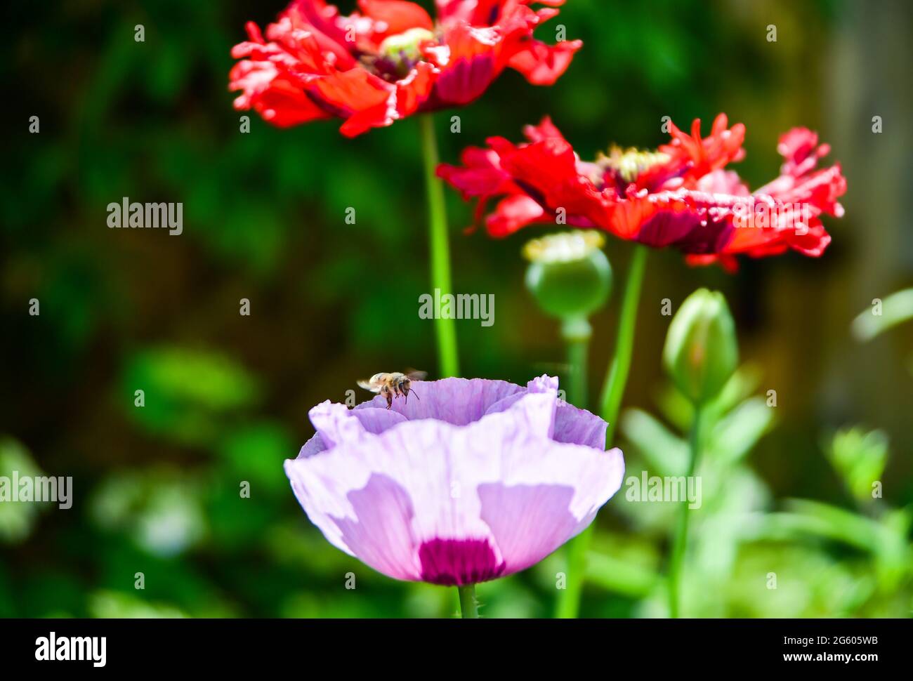 Brighton UK 1 luglio 2021 - Bees e overflies intorno ai fiori di papavero Godetevi il caldo sole in un giardino di Brighton oggi: Credit Simon Dack / Alamy Live News Foto Stock