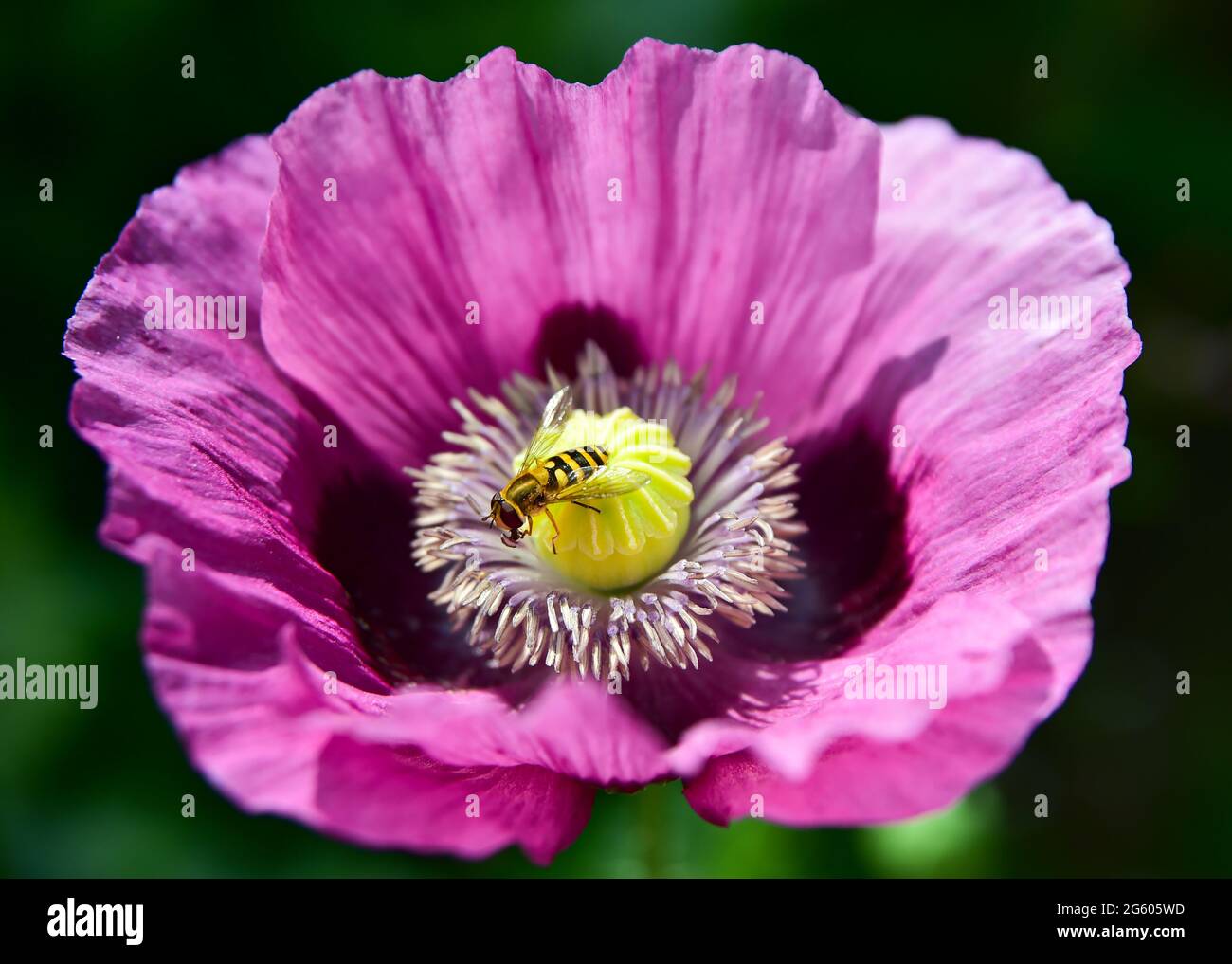 Brighton UK 1 luglio 2021 - UN hoverfly si deposita su un fiore papavero in caldo sole in un giardino di Brighton oggi . Con il declino delle api nel Regno Unito, i sorvoli svolgono un ruolo importante nell'impollinazione delle piante: Credit Simon Dack / Alamy Live News Foto Stock