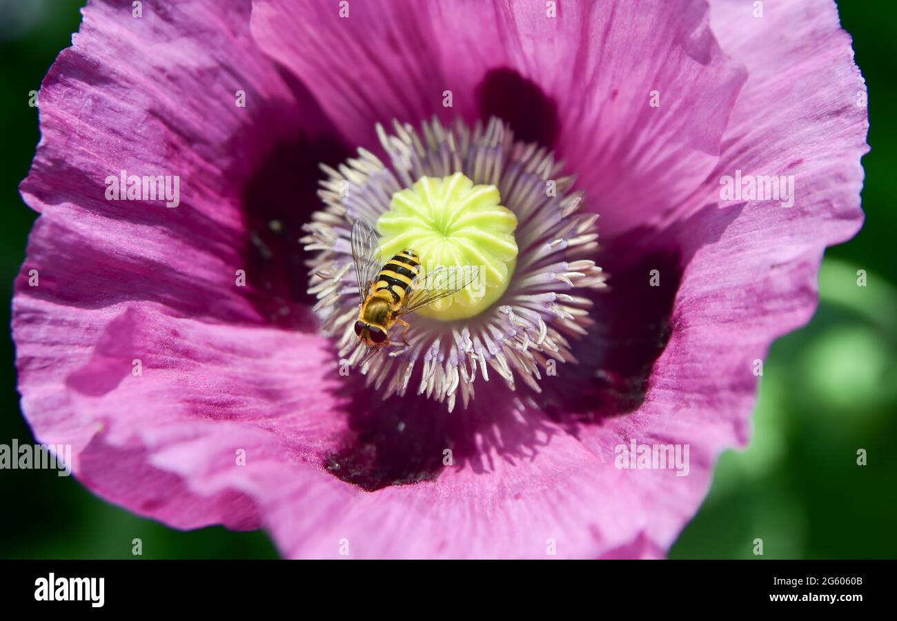 Brighton UK 1 luglio 2021 - UN hoverfly si deposita su un fiore papavero in caldo sole in un giardino di Brighton oggi . Con il declino delle api nel Regno Unito, i sorvoli svolgono un ruolo importante nell'impollinazione delle piante: Credit Simon Dack / Alamy Live News Foto Stock