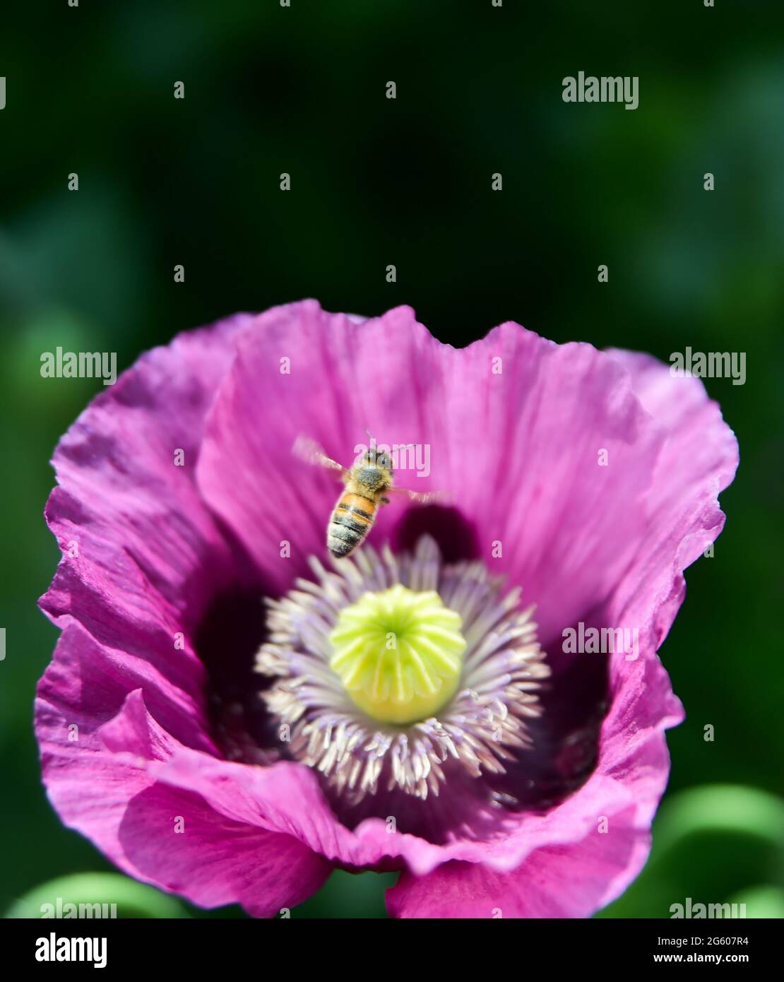 Brighton UK 1 luglio 2021 - un insetto si deposita sui fiori di papavero mentre gode il sole caldo in un giardino di Brighton oggi: Credit Simon Dack / Alamy Live News Foto Stock
