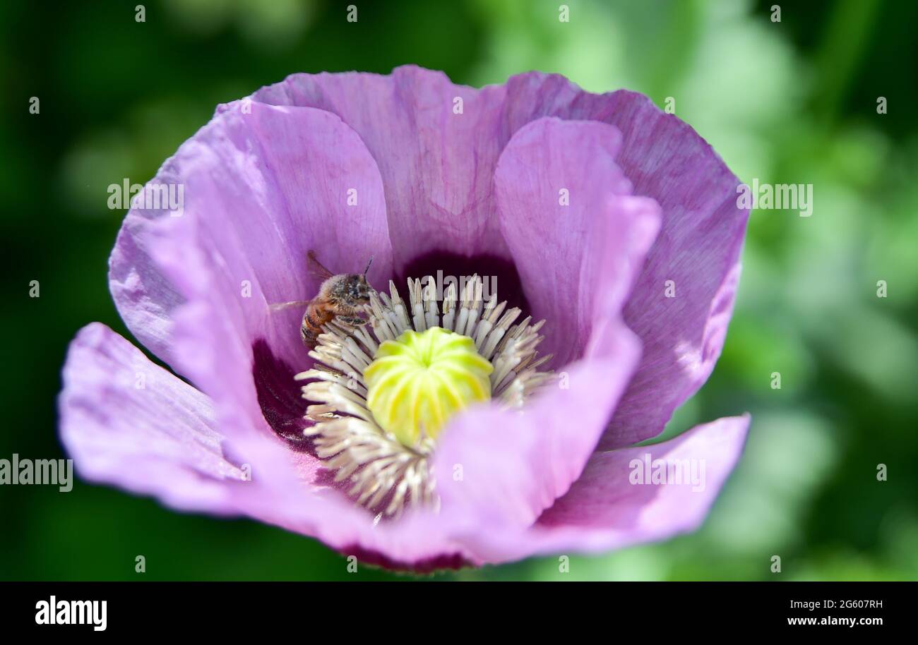 Brighton UK 1 luglio 2021 - un insetto si deposita sui fiori di papavero mentre gode il sole caldo in un giardino di Brighton oggi: Credit Simon Dack / Alamy Live News Foto Stock