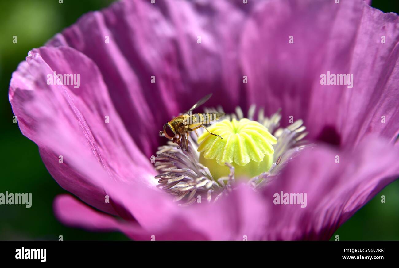 Brighton UK 1 luglio 2021 - UN hoverfly si deposita su un fiore papavero in caldo sole in un giardino di Brighton oggi . Con il declino delle api nel Regno Unito, i sorvoli svolgono un ruolo importante nell'impollinazione delle piante: Credit Simon Dack / Alamy Live News Foto Stock