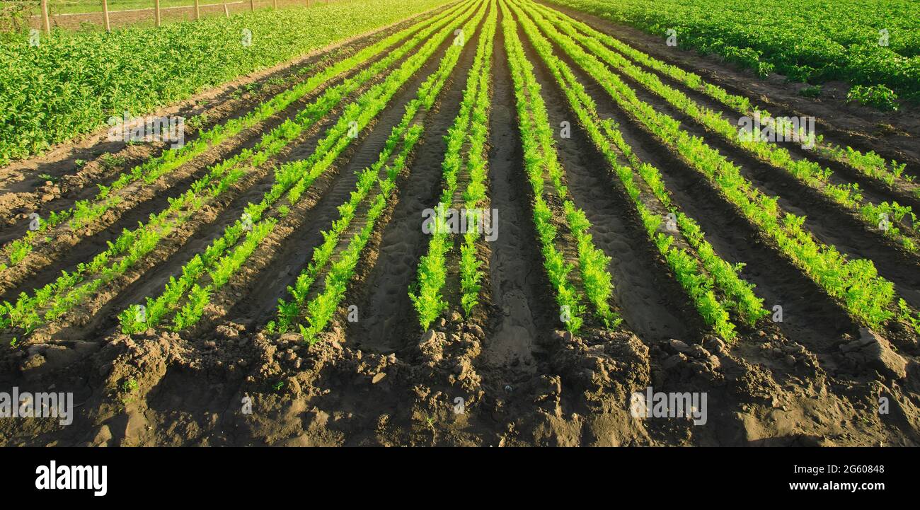 Piantagioni di carote crescono nel campo. File di verdure. Verdure crescenti. Paesaggio con terreno agricolo. Agricoltura di pianta verde. Agricoltura. Selectiv Foto Stock