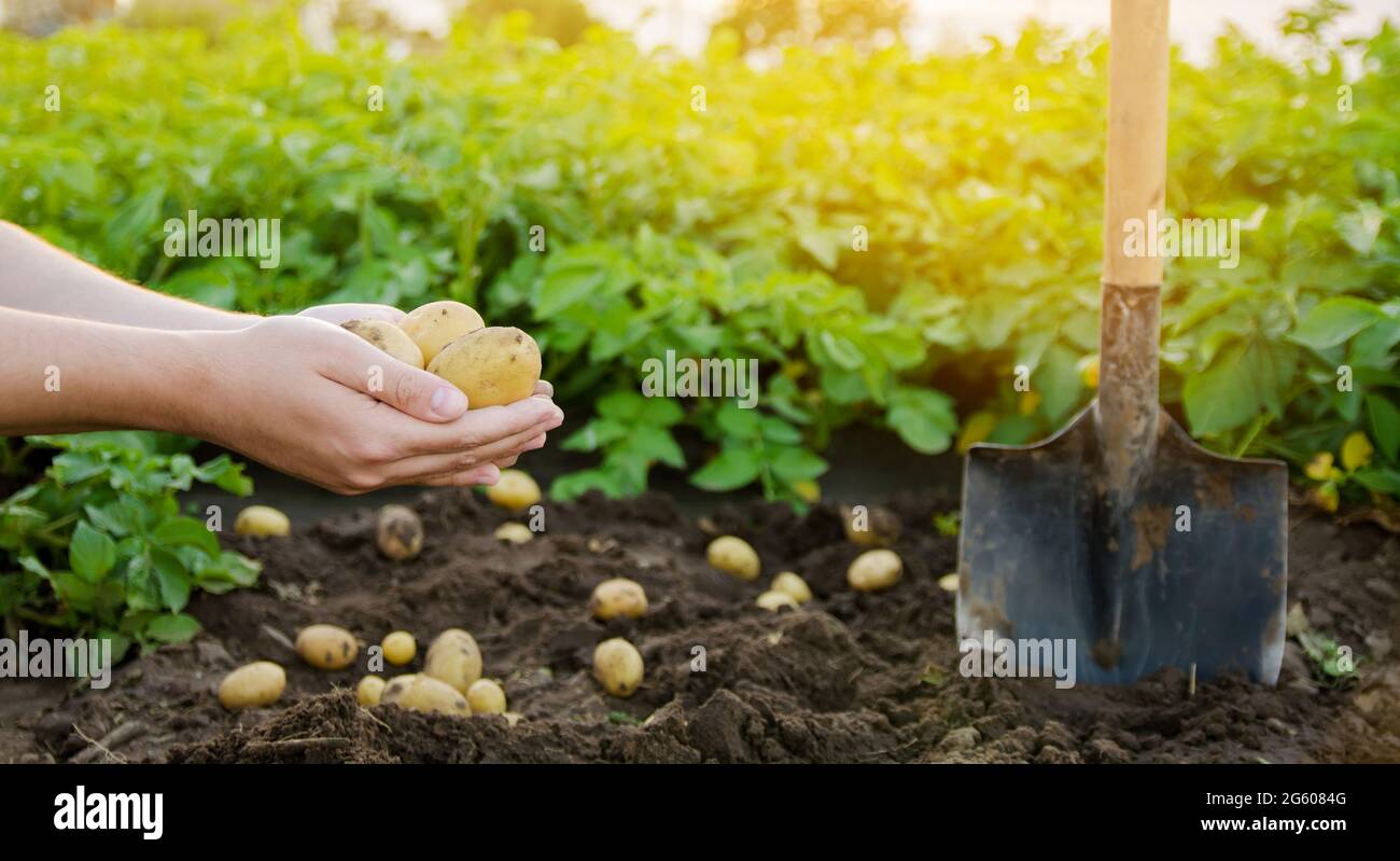 Patate fresche giovani nelle mani di un agricoltore sullo sfondo di piantagioni di patate agricole. Raccolta di colture agricole. vegeta biologico fresco Foto Stock