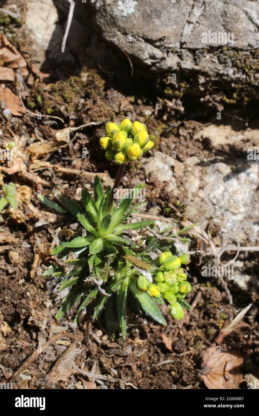 Draa lasiocarpa, Brassicaceae. Pianta selvaggia sparata in primavera. Foto Stock