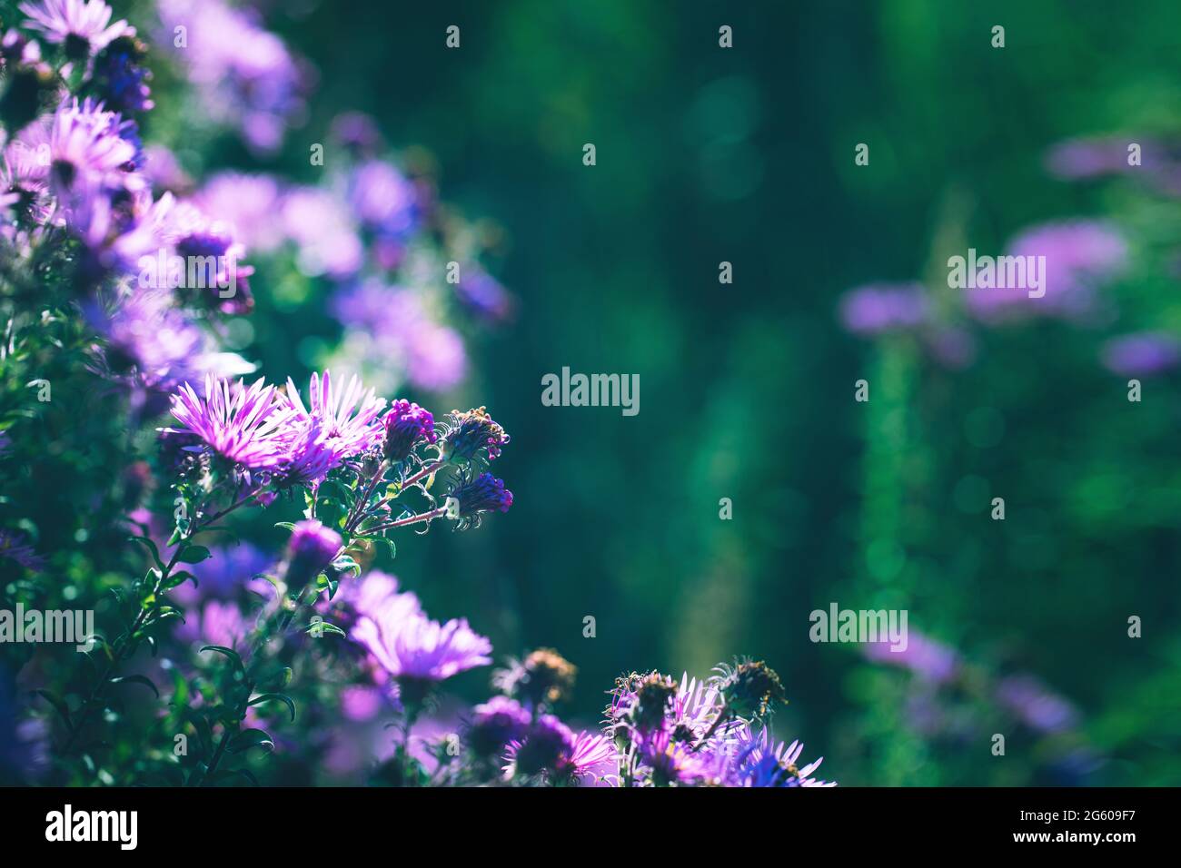 Prato estivo con fiori viola Foto Stock